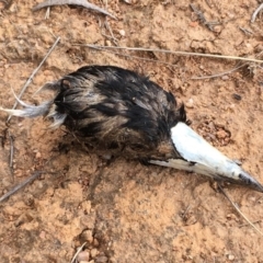 Gymnorhina tibicen (Australian Magpie) at Melba, ACT - 10 Dec 2018 by dhkmapr