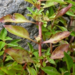 Ludwigia palustris (Marsh Purslane) at Stromlo, ACT - 11 Dec 2018 by RWPurdie