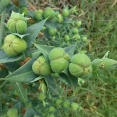 Euphorbia lathyris (Caper Spurge) at Stromlo, ACT - 11 Dec 2018 by RWPurdie