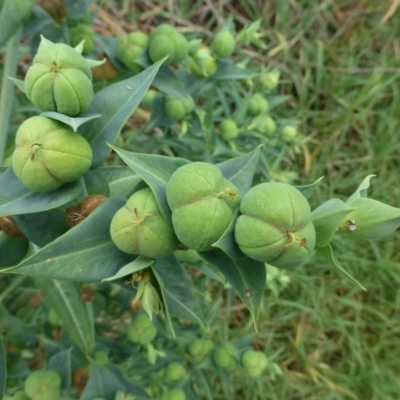 Euphorbia lathyris (Caper Spurge) at Cotter Reserve - 10 Dec 2018 by RWPurdie