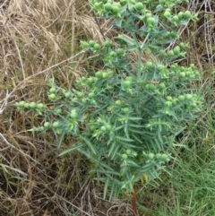 Euphorbia lathyris at Stromlo, ACT - 11 Dec 2018