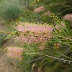 Callistemon sieberi (River Bottlebrush) at Cotter Reserve - 10 Dec 2018 by RWPurdie