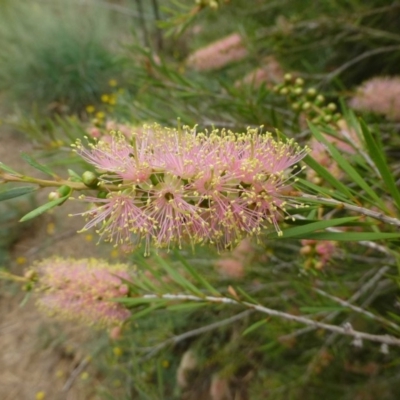 Callistemon sieberi (River Bottlebrush) at Stromlo, ACT - 10 Dec 2018 by RWPurdie