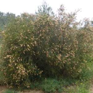 Callistemon sieberi at Stromlo, ACT - 11 Dec 2018