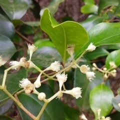 Syzygium smithii (Lilly Pilly) at Bawley Point, NSW - 11 Dec 2018 by GLemann