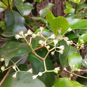 Syzygium smithii at Bawley Point, NSW - 11 Dec 2018 12:59 PM
