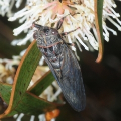 Atrapsalta sp. (genus) (Unidentified bark squeaker) at Wyanbene, NSW - 9 Dec 2018 by Harrisi