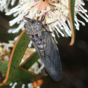 Atrapsalta sp. (genus) at Wyanbene, NSW - 9 Dec 2018 02:10 PM