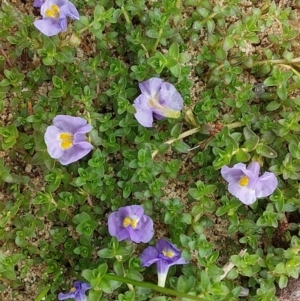 Thyridia repens at Bawley Point, NSW - 11 Dec 2018 01:40 PM