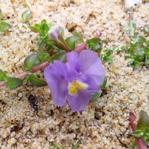 Thyridia repens at Bawley Point, NSW - 11 Dec 2018 01:40 PM