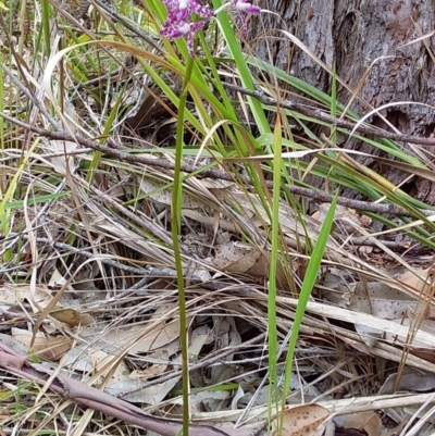 Dipodium variegatum (Blotched Hyacinth Orchid) at Meroo National Park - 11 Dec 2018 by GLemann