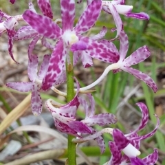 Dipodium variegatum at Bawley Point, NSW - suppressed