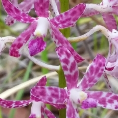 Dipodium variegatum at Bawley Point, NSW - suppressed