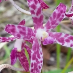 Dipodium variegatum at Bawley Point, NSW - suppressed