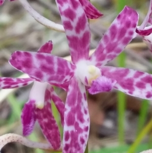 Dipodium variegatum at Bawley Point, NSW - suppressed