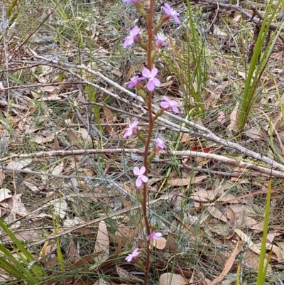 Stylidium sp. (Trigger Plant) at Meroo National Park - 16 Dec 2018 by GLemann