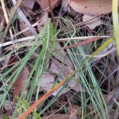 Stylidium sp. at Bawley Point, NSW - 16 Dec 2018 04:04 PM