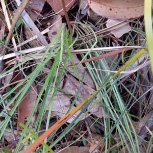 Stylidium sp. at Bawley Point, NSW - 16 Dec 2018 04:04 PM