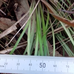 Stylidium sp. at Bawley Point, NSW - 16 Dec 2018 04:04 PM