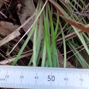 Stylidium sp. at Bawley Point, NSW - 16 Dec 2018