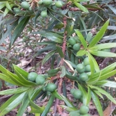 Podocarpus spinulosus (Spiny-leaf Podocarp) at Meroo National Park - 11 Dec 2018 by GLemann