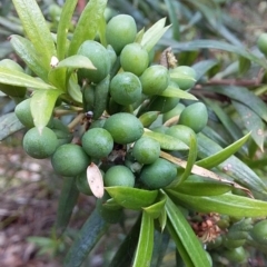 Podocarpus spinulosus at Bawley Point, NSW - suppressed