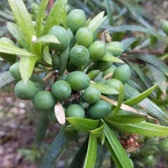 Podocarpus spinulosus at Bawley Point, NSW - 11 Dec 2018