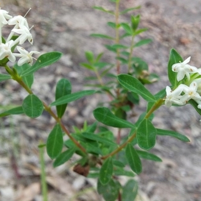 Pimelea linifolia (Slender Rice Flower) at Bawley Point, NSW - 11 Dec 2018 by GLemann