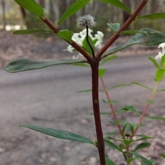 Pimelea linifolia at Bawley Point, NSW - 11 Dec 2018 02:49 PM