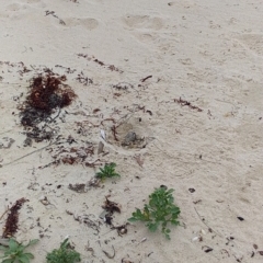 Haematopus fuliginosus (Sooty Oystercatcher) at Meroo National Park - 11 Dec 2018 by GLemann