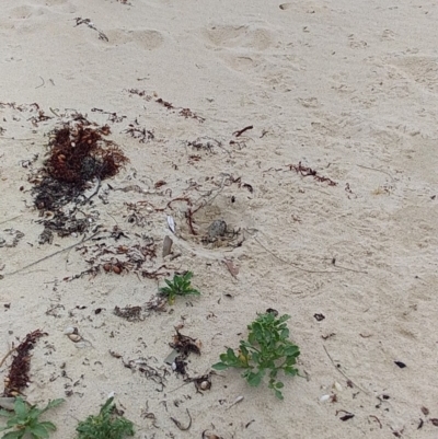 Haematopus fuliginosus (Sooty Oystercatcher) at Meroo National Park - 11 Dec 2018 by GLemann