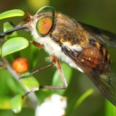 Scaptia sp. (genus) (March fly) at Wyanbene, NSW - 9 Dec 2018 by Harrisi