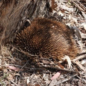 Tachyglossus aculeatus at Deakin, ACT - 11 Dec 2018 03:58 PM