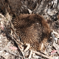 Tachyglossus aculeatus at Deakin, ACT - 11 Dec 2018 03:58 PM