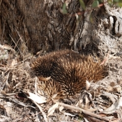 Tachyglossus aculeatus at Deakin, ACT - 11 Dec 2018 03:58 PM