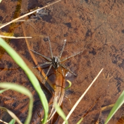 Pisauridae (family) (Water spider) at Deakin, ACT - 11 Dec 2018 by JackyF