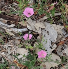 Convolvulus angustissimus subsp. angustissimus (Australian Bindweed) at Red Hill to Yarralumla Creek - 11 Dec 2018 by JackyF