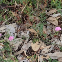 Convolvulus angustissimus subsp. angustissimus at Hughes, ACT - 11 Dec 2018 03:04 PM