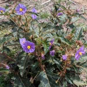 Solanum cinereum at Deakin, ACT - 11 Dec 2018