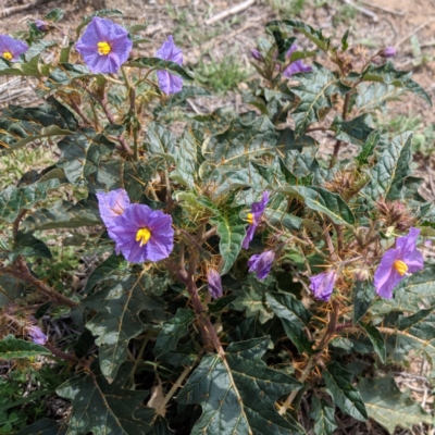 Solanum cinereum (Narrawa Burr) at Red Hill to Yarralumla Creek - 11 Dec 2018 by JackyF