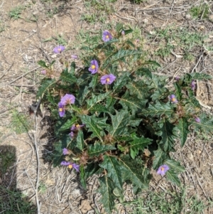 Solanum cinereum at Deakin, ACT - 11 Dec 2018 03:07 PM