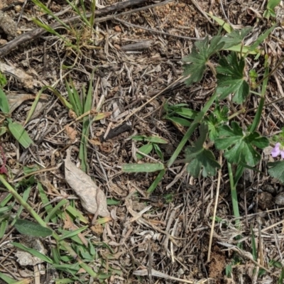 Geranium solanderi var. solanderi (Native Geranium) at Red Hill Nature Reserve - 11 Dec 2018 by JackyF