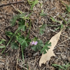 Geranium solanderi var. solanderi at Deakin, ACT - 11 Dec 2018 03:10 PM