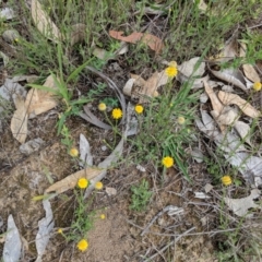 Calotis lappulacea (Yellow Burr Daisy) at Deakin, ACT - 11 Dec 2018 by JackyF