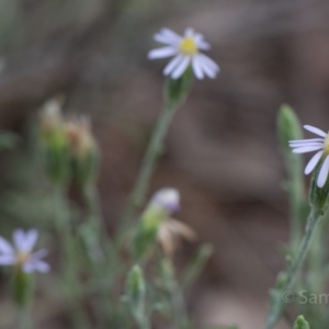 Vittadinia gracilis at Hughes, ACT - 10 Dec 2018