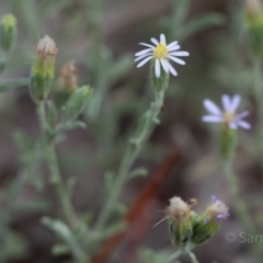 Vittadinia gracilis at Hughes, ACT - 10 Dec 2018