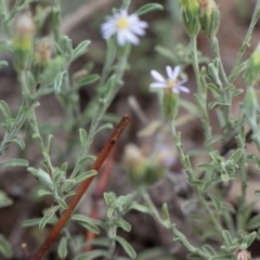 Vittadinia gracilis at Hughes, ACT - 10 Dec 2018 03:13 PM