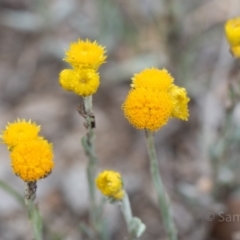 Chrysocephalum apiculatum (Common Everlasting) at Red Hill to Yarralumla Creek - 10 Dec 2018 by JackyF