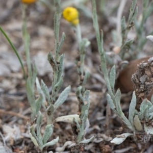 Chrysocephalum apiculatum at Deakin, ACT - 10 Dec 2018