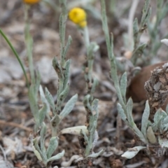 Chrysocephalum apiculatum at Deakin, ACT - 10 Dec 2018